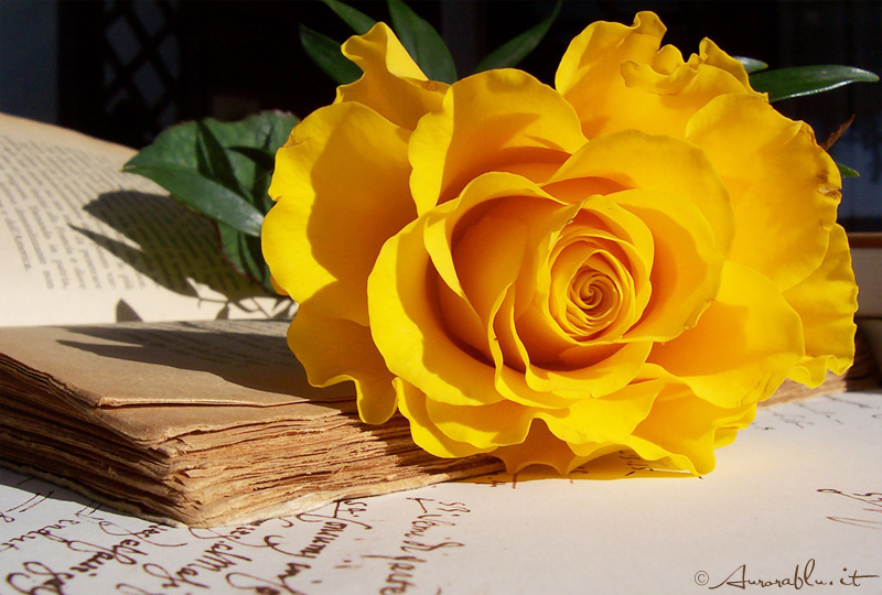 una rosa per chi passa dal mio blog