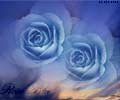 rose blu